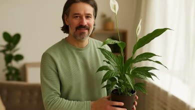 4 dicas para você posicionar corretamente seu lírio-da-paz, segundo o Feng Shui