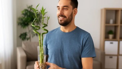 7 benefícios de ter um bambu-da-sorte em casa além da prosperidade no Feng Shui