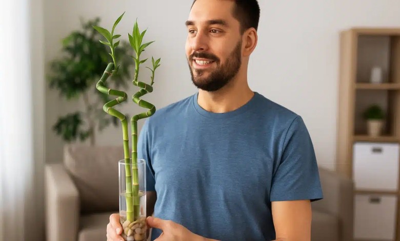 7 benefícios de ter um bambu-da-sorte em casa além da prosperidade no Feng Shui