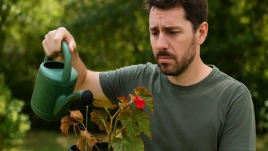 Begônias estão morrendo no calor intenso: como corrigir a rega para salvar as folhas