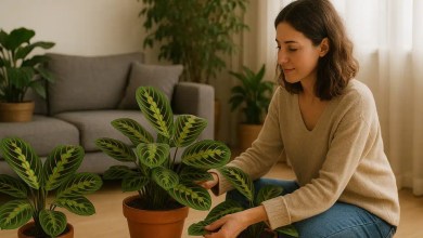 Como multiplicar facilmente a maranta e encher sua sala de folhagens em 30 dias