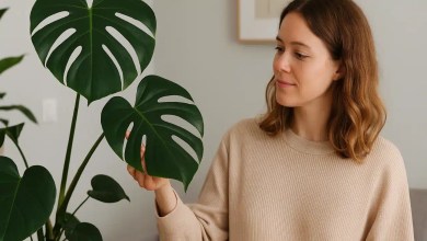 Curiosidade por que a monstera deliciosa ganhou fama mundial na decoração de interiores