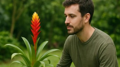 Curiosidade pouco conhecida a planta que floresce só uma vez e depois morre para se multiplicar