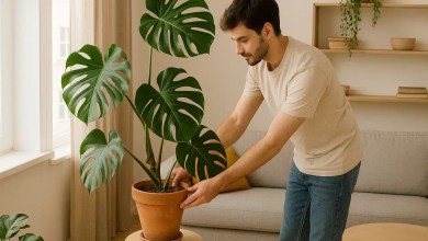 Decoração harmoniosa: como usar costela-de-adão para criar amplitude em salas pequenas