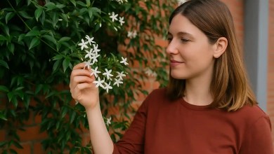 Jasmim-estrela está perfumando varandas e muros com charme quando se aplicam esses 7 truques elegantes