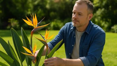 Strelitzia reginae 6 cuidados essenciais que ativam a floração da ave-do-paraíso e evitam que a planta fique anos sem dar flores
