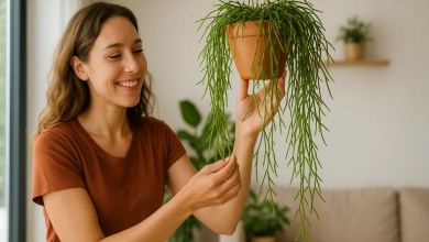 4 truques para fazer os ramos do cacto-macarrão crescerem com força e equilíbrio