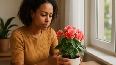 Begônia como prolongar a floração e manter folhas sempre saudáveis
