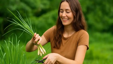 Capim-limão 7 usos surpreendentes da planta que acalma e perfuma