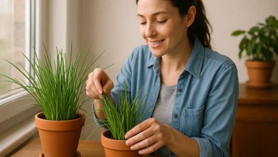 Cebolinha 5 formas de cultivar e ter tempero fresco o ano todo