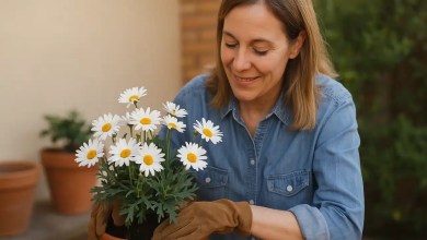 Como plantar margaridas em vasos e fazer com que floresçam mesmo com poucas horas de sol direto