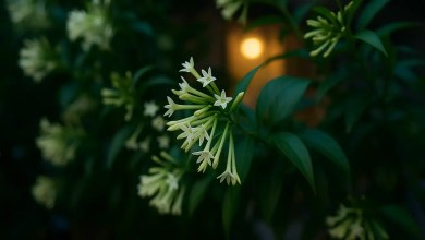 Dama-da-noite segredos pouco conhecidos para intensificar o perfume da floração