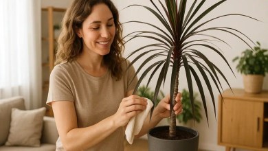 Dracena-marrom 5 dicas para manter o brilho e o formato ornamental