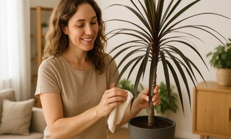 Dracena-marrom 5 dicas para manter o brilho e o formato ornamental