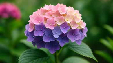 Essa flor que muda de cor conforme o clima e encanta quem vê