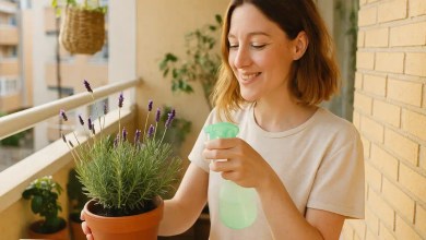 Lavanda em vasos: 5 cuidados essenciais para evitar que ela seque