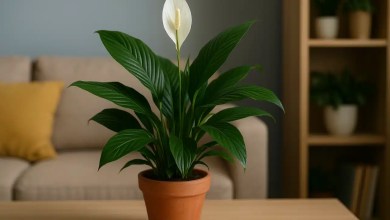O lírio-da-paz no feng shui como purificar e harmonizar qualquer ambiente