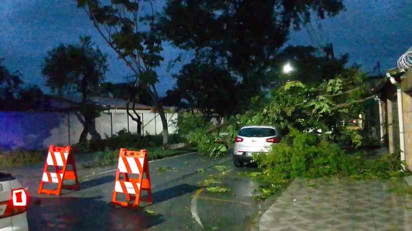 Uma árvore caída bloqueia parte de uma rua, com galhos espalhados sobre o asfalto e sinalização de restrição de passagem em destaque.