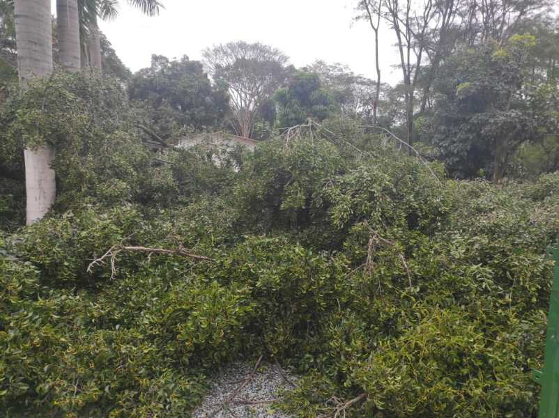 Imagem mostrando a queda de uma árvore de grande porte com galhos espalhados em uma área verde, obstruindo um espaço ao ar livre.