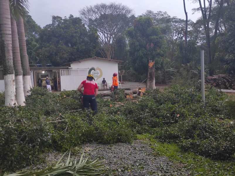 Equipes de bombeiros realizam a remoção de uma árvore caída e galhos em uma área urbana após uma tempestade, com uma clínica ao fundo.