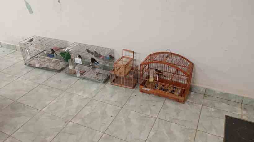 Duas linhas de gaiolas vazias em um ambiente interno, com algumas aves dentro de gaiolas menores, evidenciando a apreensão de animais silvestres durante a operação policial.