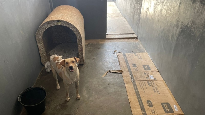 Um cachorro de pelagem clara está em um abrigo com uma casinha e piso de concreto, aguardando adoção.