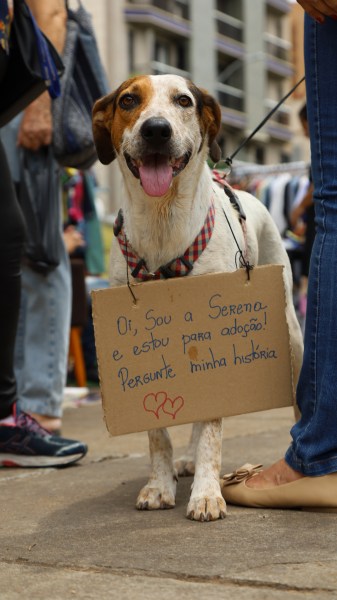 Cachorro com um sorriso, usando uma plaquinha que diz "Oi, Sou a Serena, e estou para adoção! Pergunte minha história".