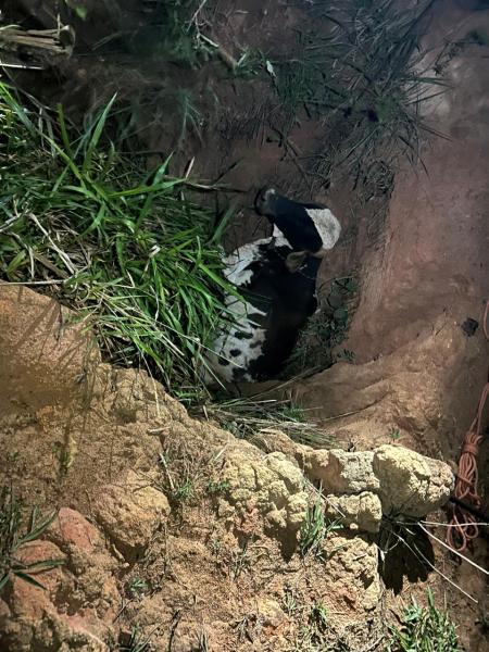 A cow lying in a shallow ditch surrounded by grass and soil.
