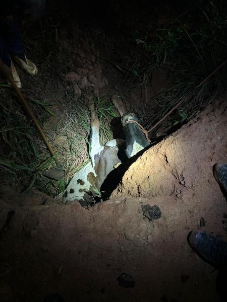 An image depicting a cow lying in a shallow grave, illuminated by light, surrounded by dirt and grass.