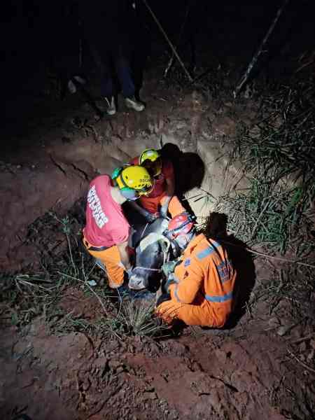Rescue workers assisting a trapped animal in a hole at night, surrounded by grass.
