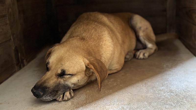 Cachorro deitado, com olhos fechados, descansando em um ambiente interno.