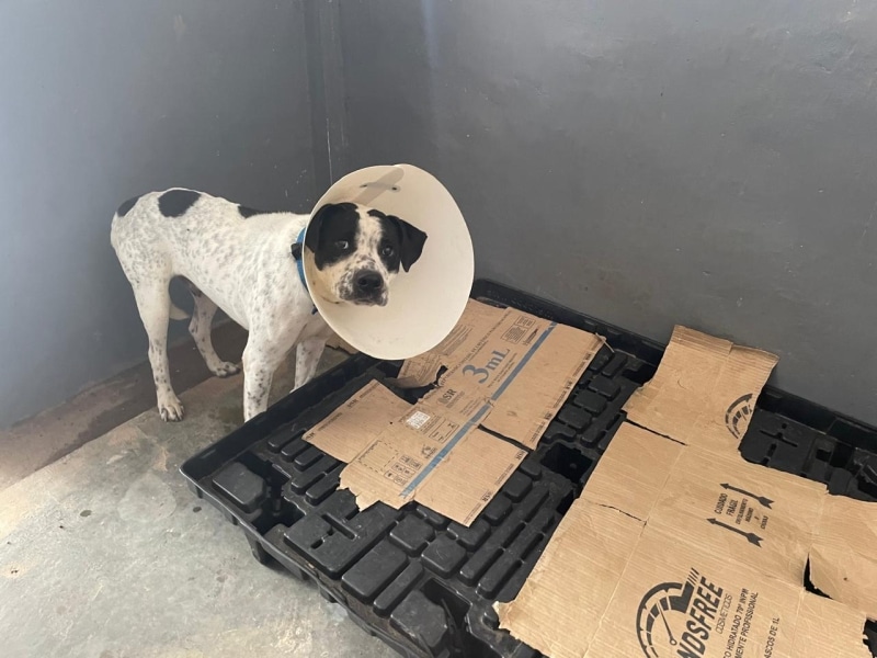 Cachorro em recuperação com colar elizabetano, posando ao lado de caixas de papelão em um ambiente interno.