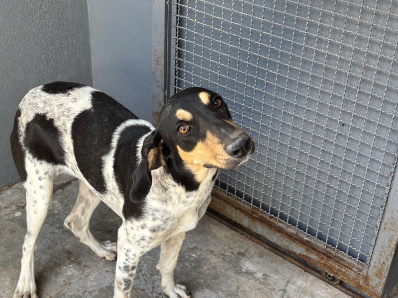 Cachorro de pelo preto e branco, com manchas características, olhando para a câmera em um ambiente interno perto de uma grade.