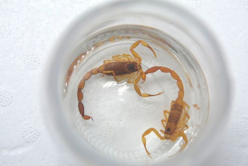 Dois escorpiões marrons nadando em um recipiente com água.