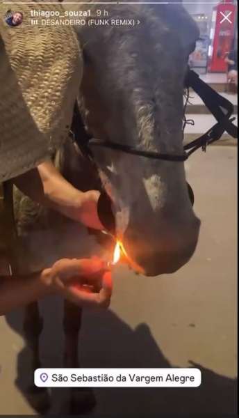 Uma pessoa acende um fósforo perto do focinho de um cavalo em São Sebastião da Vargem Alegre.