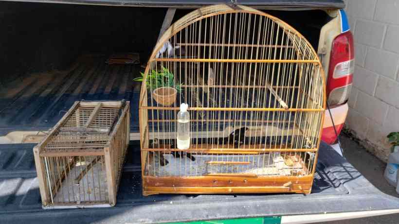 Duas gaiolas de pássaros em uma caminhonete, uma gaiola grande com um pássaro e uma gaiola menor vazia.