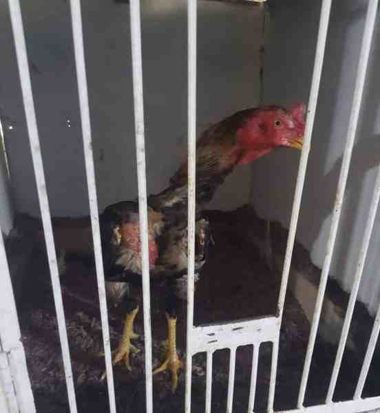 Galo dentro de uma gaiola com penas em falta e aparência peculiar.