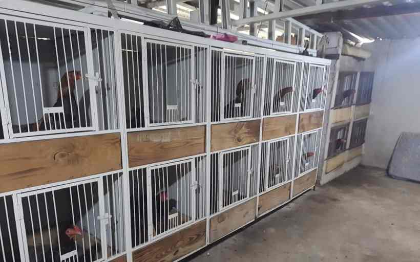 Gaiolas com aves dentro, dispostas em uma parede de um galpão.