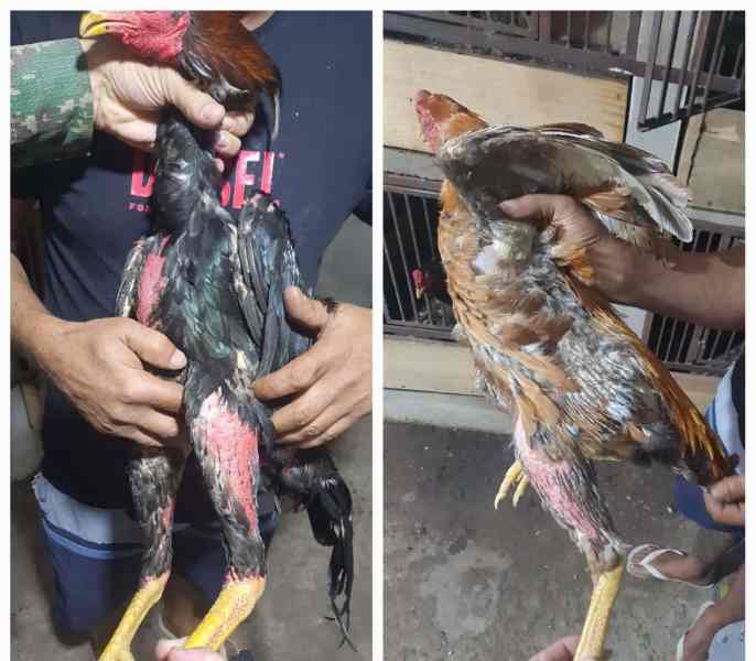 Dois homens segurando galos diferentes, um com plumagem escura do lado esquerdo e outro com plumagem clara do lado direito.