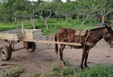 Fachada do Tribunal de Justiça de Minas Gerais em caso sobre veículos de tração animal em Caeté