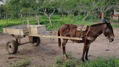 Fachada do Tribunal de Justiça de Minas Gerais em caso sobre veículos de tração animal em Caeté